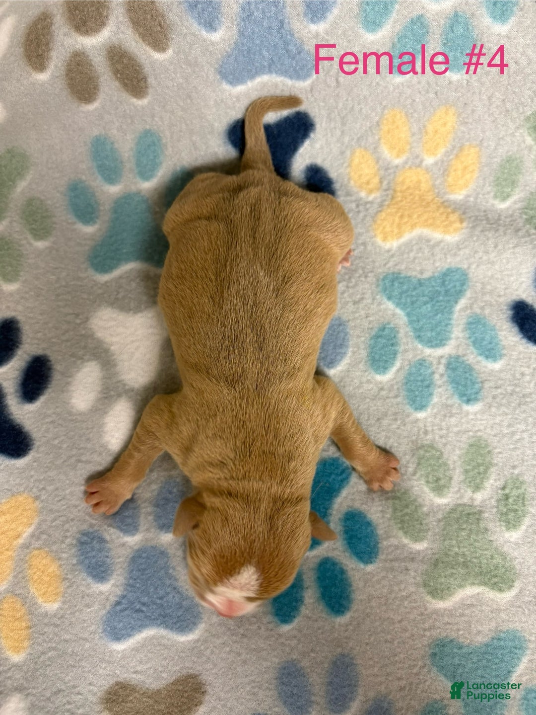 American Bully dogs for sale: Caramel  - Ad 11