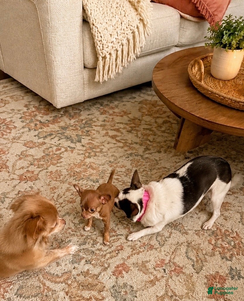 Chihuahua dogs Evie - Ad 1