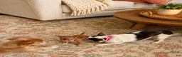 Chihuahua dogs for sale: Evie - Ad 1