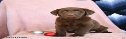 Labrador Retriever dogs for sale: Aldo - Ad 1