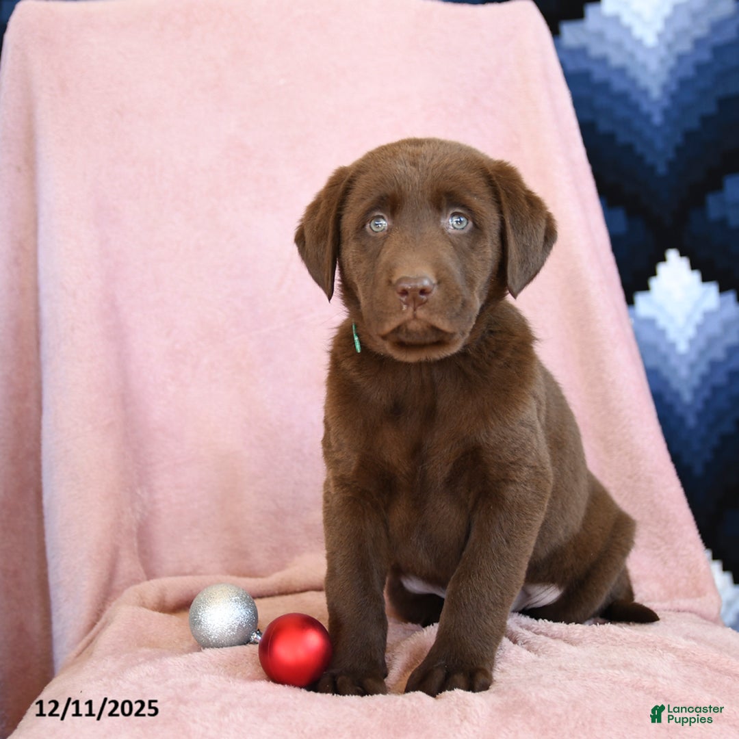 Labrador Retriever dogs for sale: Aldo - Ad 1