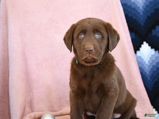Labrador Retriever dogs Aldo - Ad 41