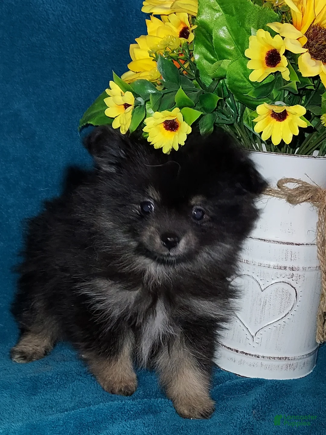 Pomeranian dogs for sale: Bitsy - Ad 4
