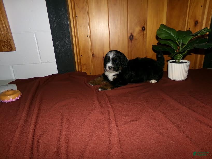 Mini Bernedoodle dogs Andre - Ad 1