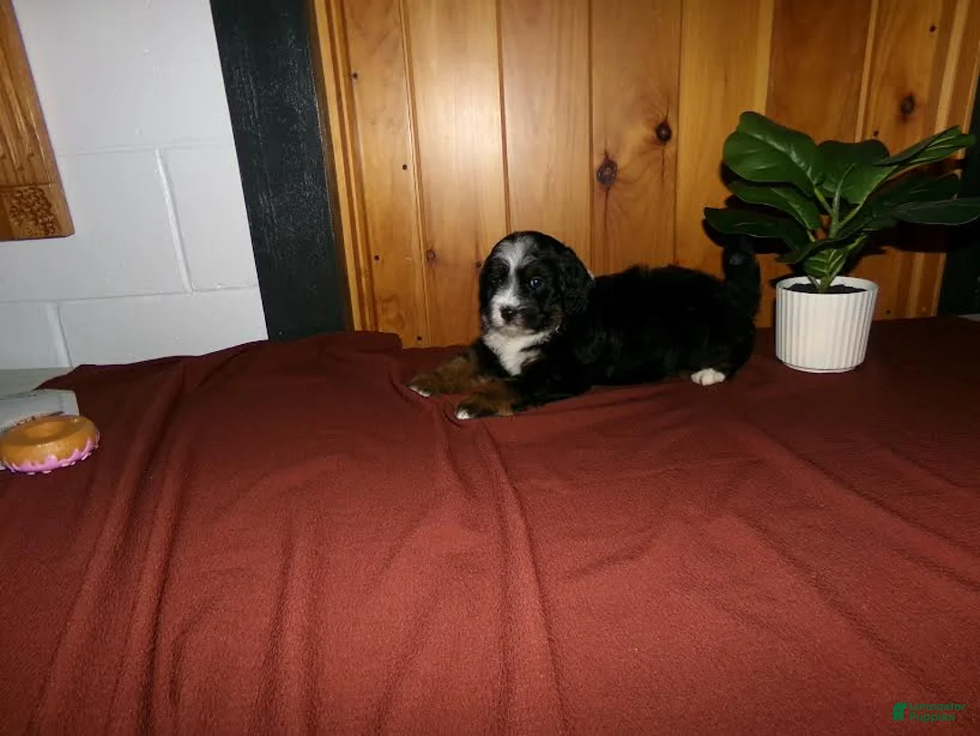 Mini Bernedoodle dogs for sale: Andre - Ad 1