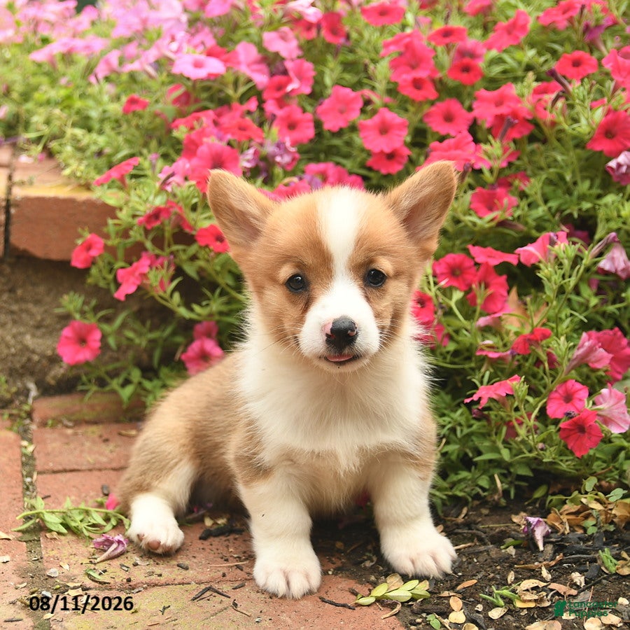 Welsh Corgi Pembroke dogs Spirit  - Ad 2