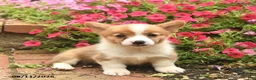 Welsh Corgi Pembroke dogs for sale: Spirit  - Ad 2