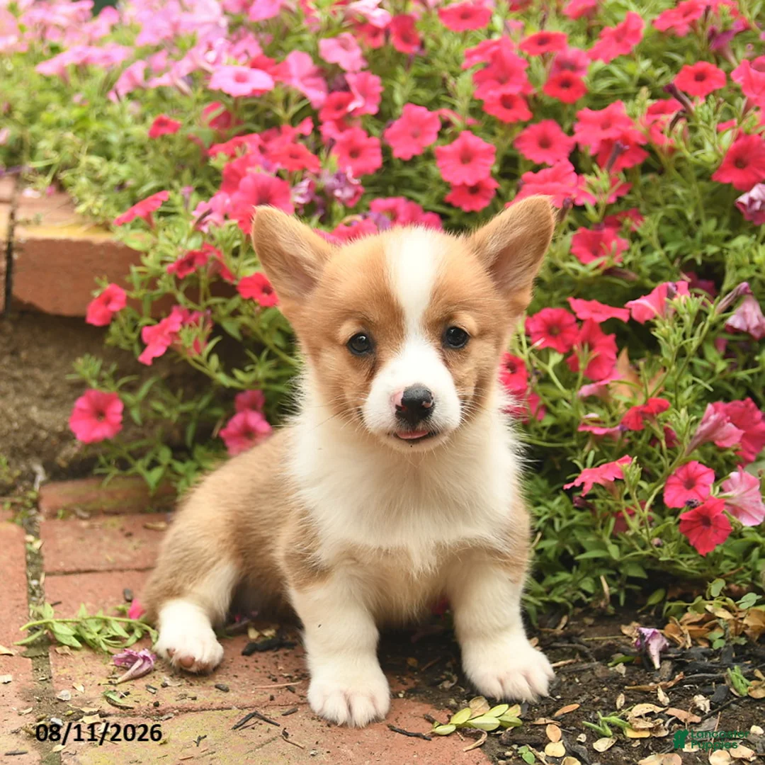 Welsh Corgi Pembroke dogs for sale: Spirit  - Ad 2