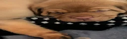 Dogue De Bordeaux dogs for sale: Dogue De Bordeaux 4 - Ad 3