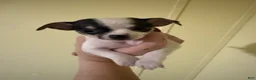 Chihuahua dogs for sale: Chihuahua 2 - Ad 3
