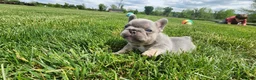 French Bulldog dogs for sale: Jayden  - Ad 6