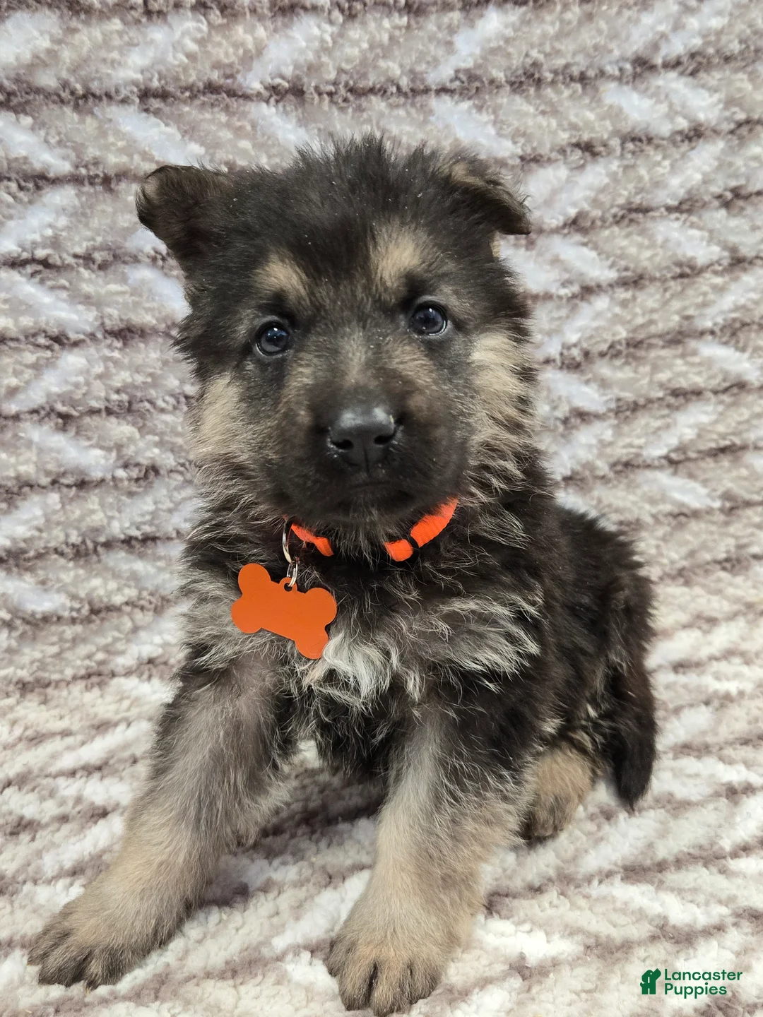 German Shepherd dogs for sale: Buddy - Ad 2