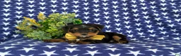 Shorkie dogs for sale: Mackey Hypoallergenic - Ad 4