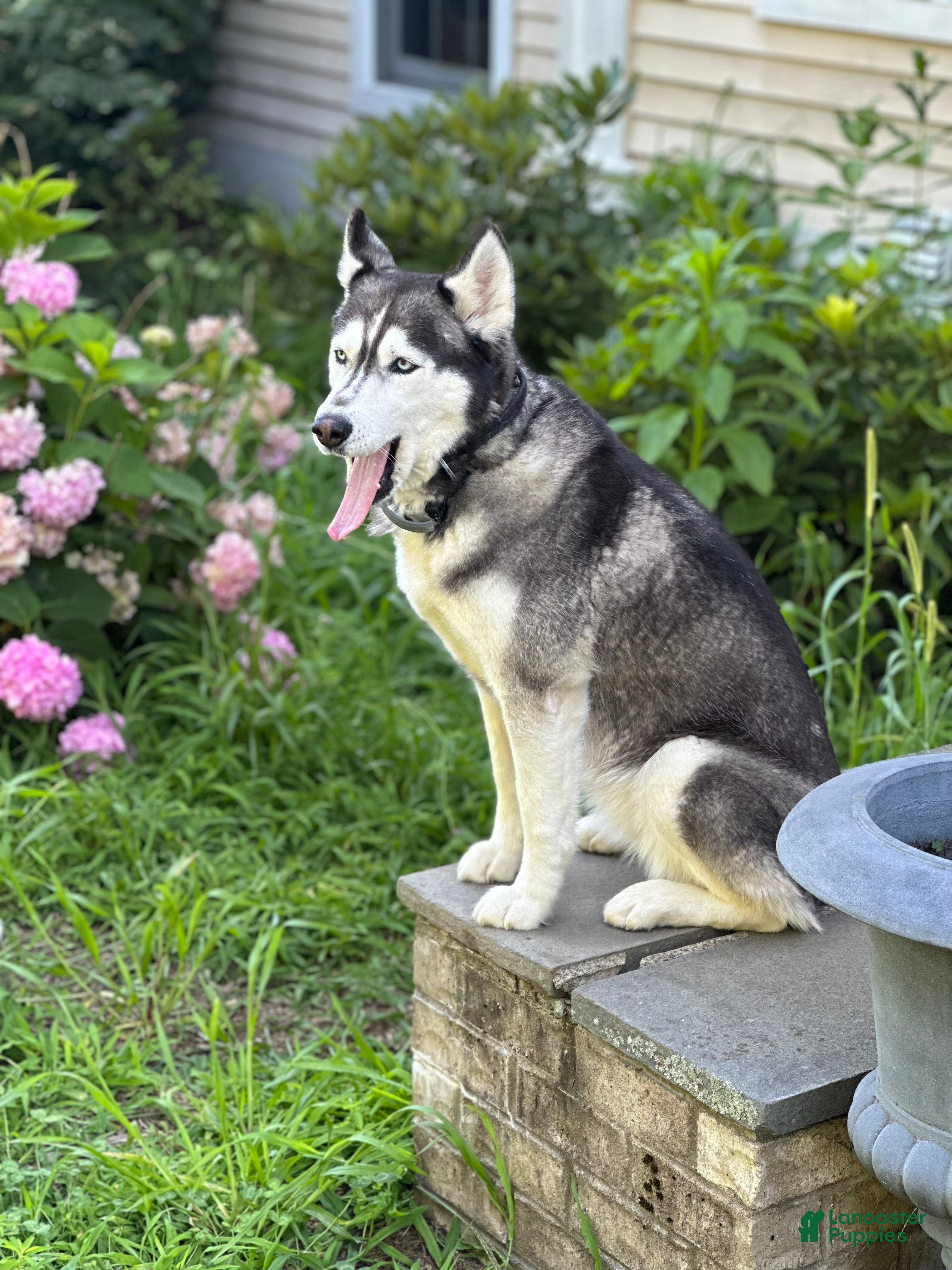 Siberian Husky dogs Just 5 year Old Adult for Sale - Ad 17