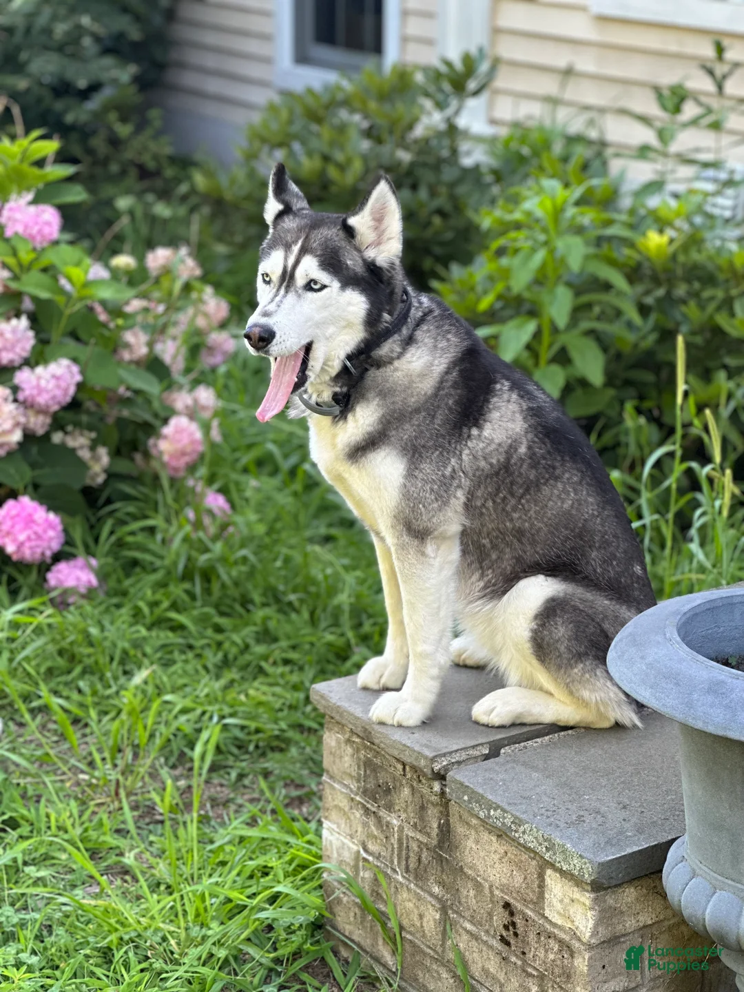 Siberian Husky dogs for sale: Just 5 year Old Adult for Sale - Ad 1