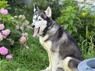 Siberian Husky dogs Just 5 year Old Adult for Sale - Ad 17