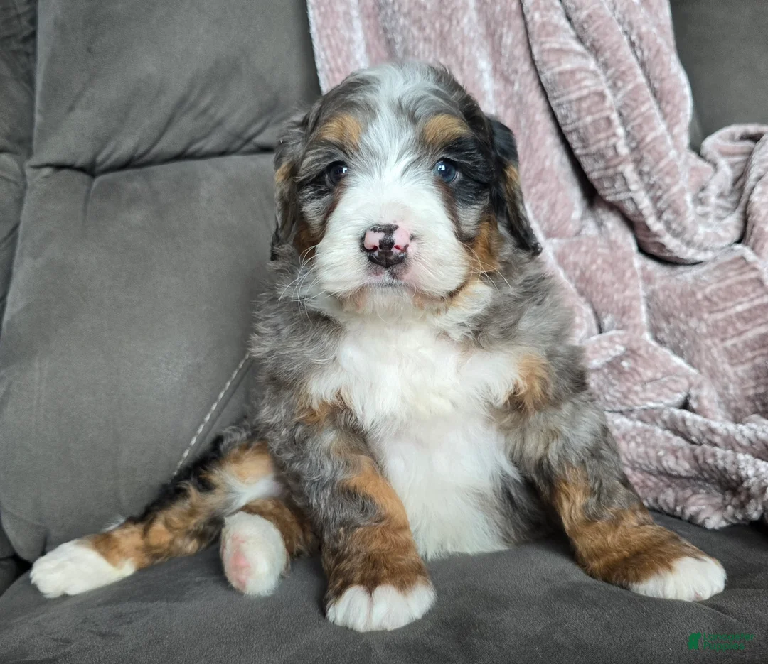 Mini Bernedoodle dogs for sale: Mini Chief - Ad 16