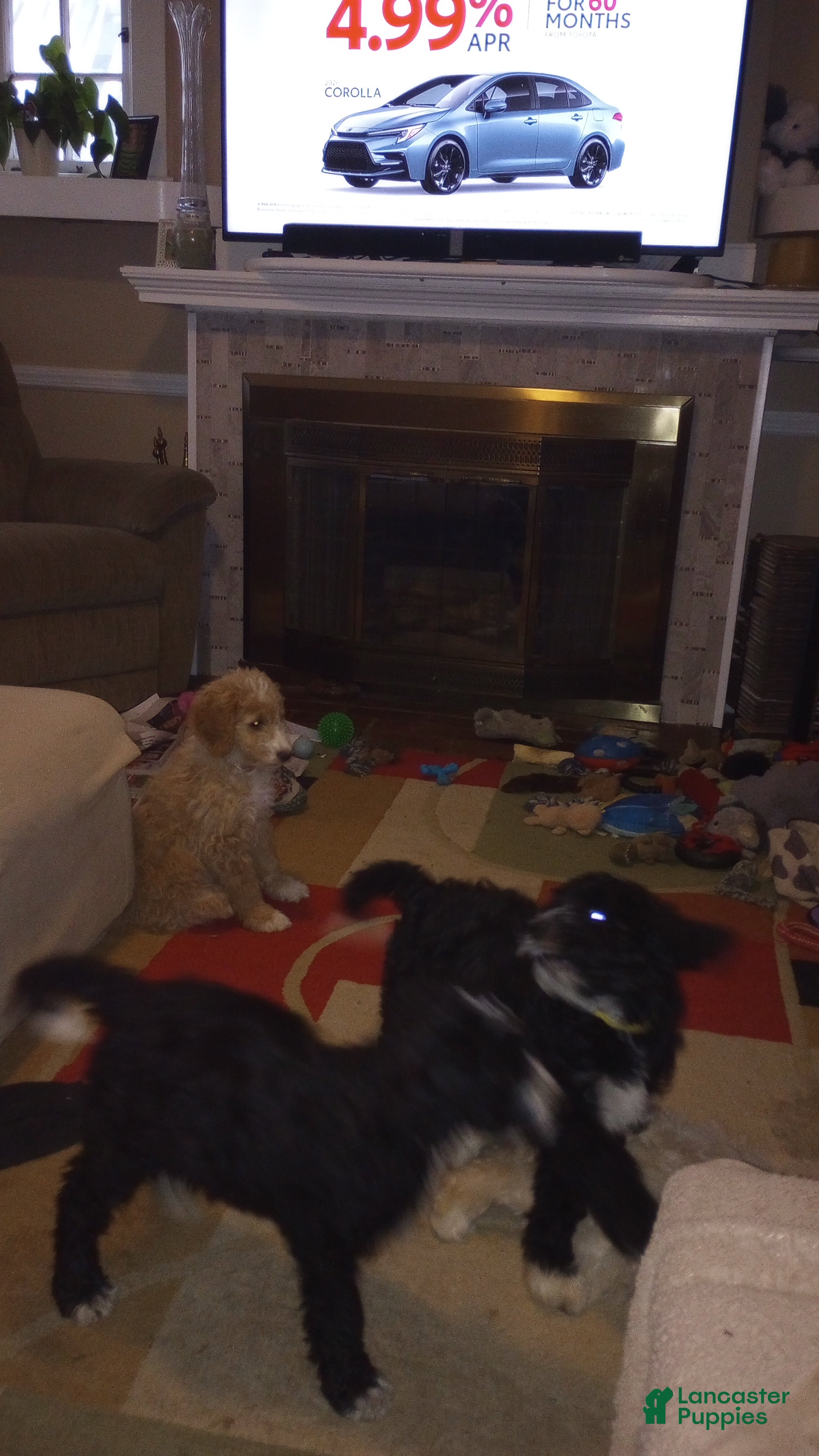 Mini Bernedoodle dogs Amber - Ad 1