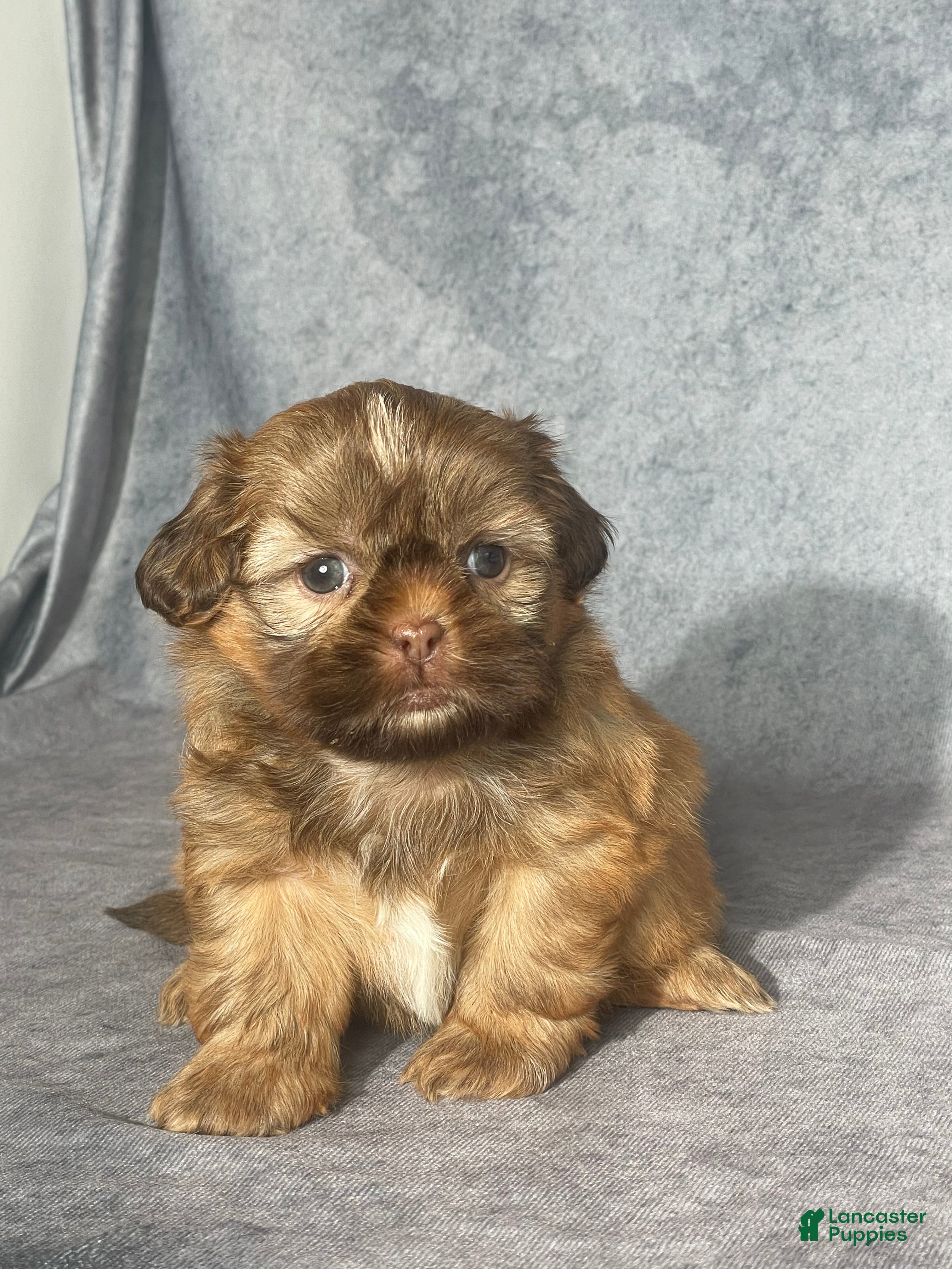 Shih Tzu dogs Evie - Ad 1