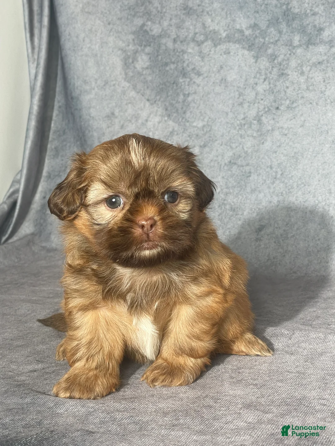Shih Tzu dogs for sale: Evie - Ad 1