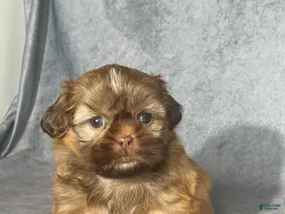 Shih Tzu dogs for sale: Evie - Ad 2