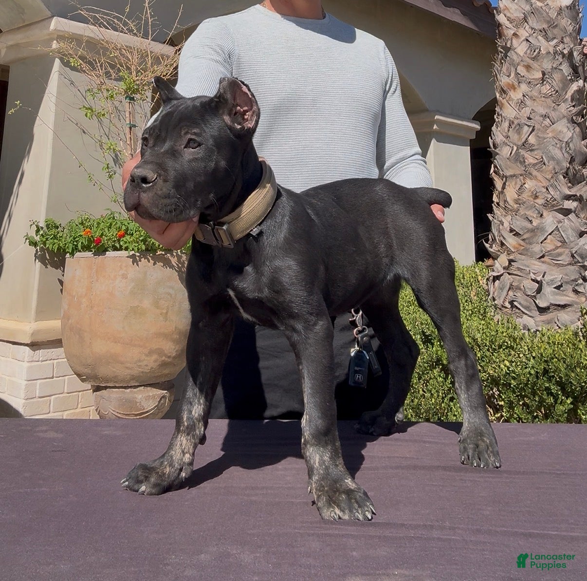 Cane Corso dogs Cane Corso 2 - Ad 2