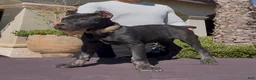 Cane Corso dogs for sale: Cane Corso 2 - Ad 2