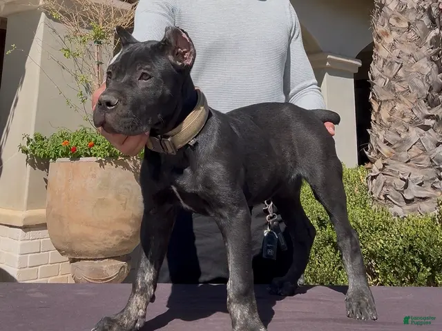 Cane Corso dogs Cane Corso 2 - Ad 2