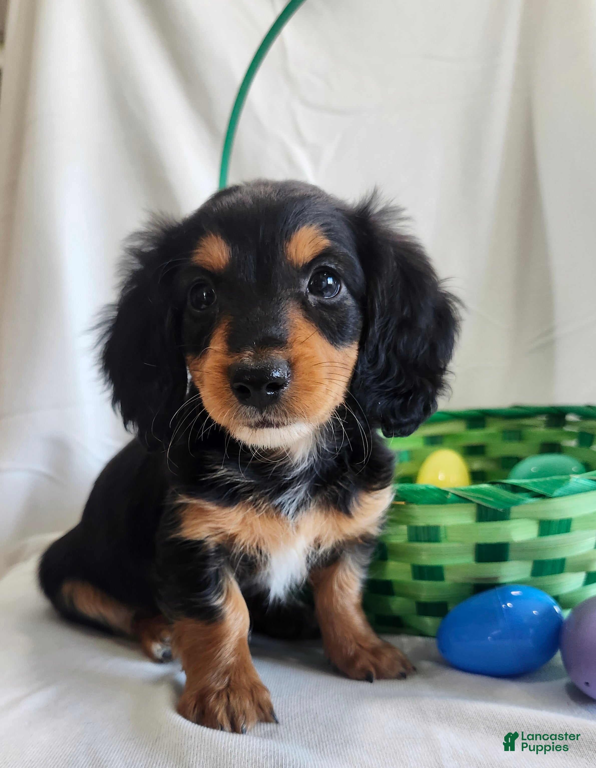 Miniature Dachshund dogs for sale: Leo - Ad 3