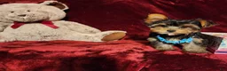 Yorkshire Terrier dogs for sale: TEDDY - Ad 8