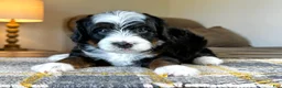 Mixed Breed dogs for sale: Tricolor Micro Bernedoodle - Ad 4