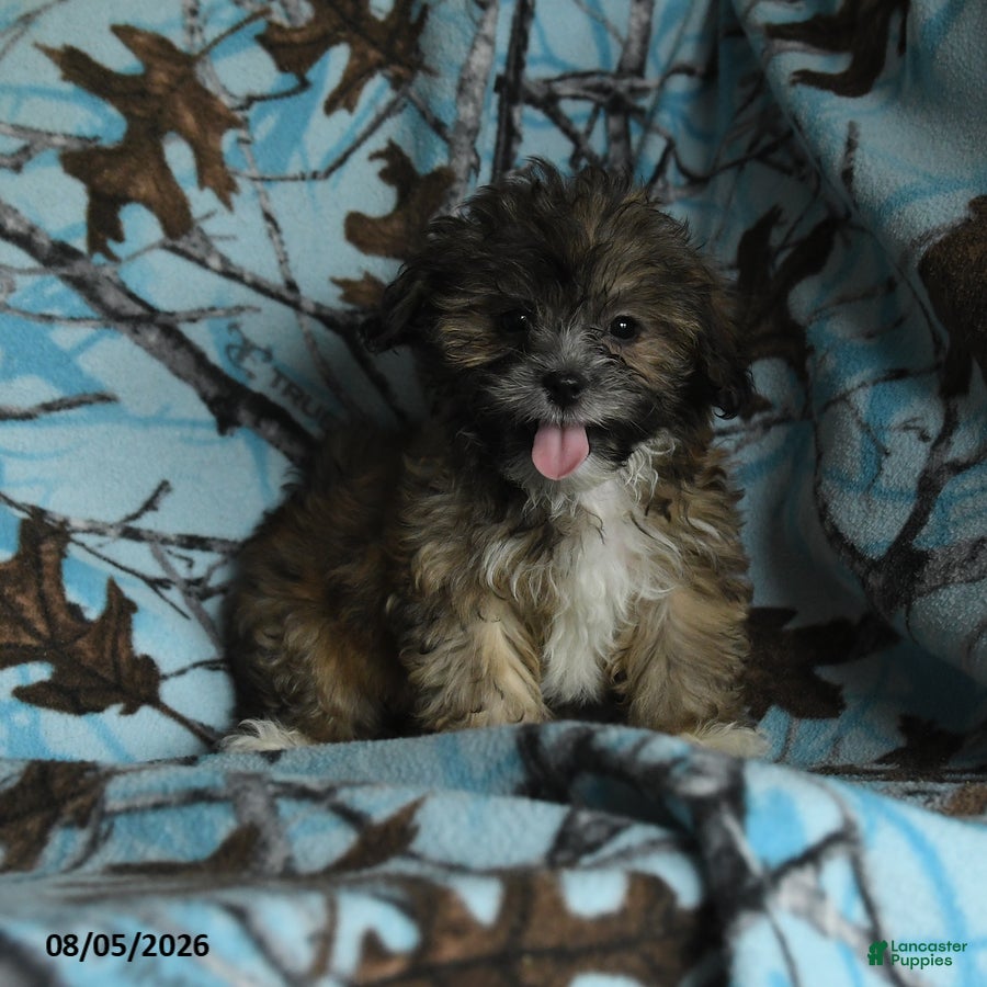 Mixed Breed dogs Uriel - Ad 1