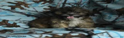 Mixed Breed dogs for sale: Uriel - Ad 13