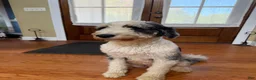 Aussiedoodle dogs for sale: Kobe - Ad 6