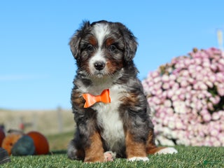 Mini Bernedoodle dogs - Ad 23