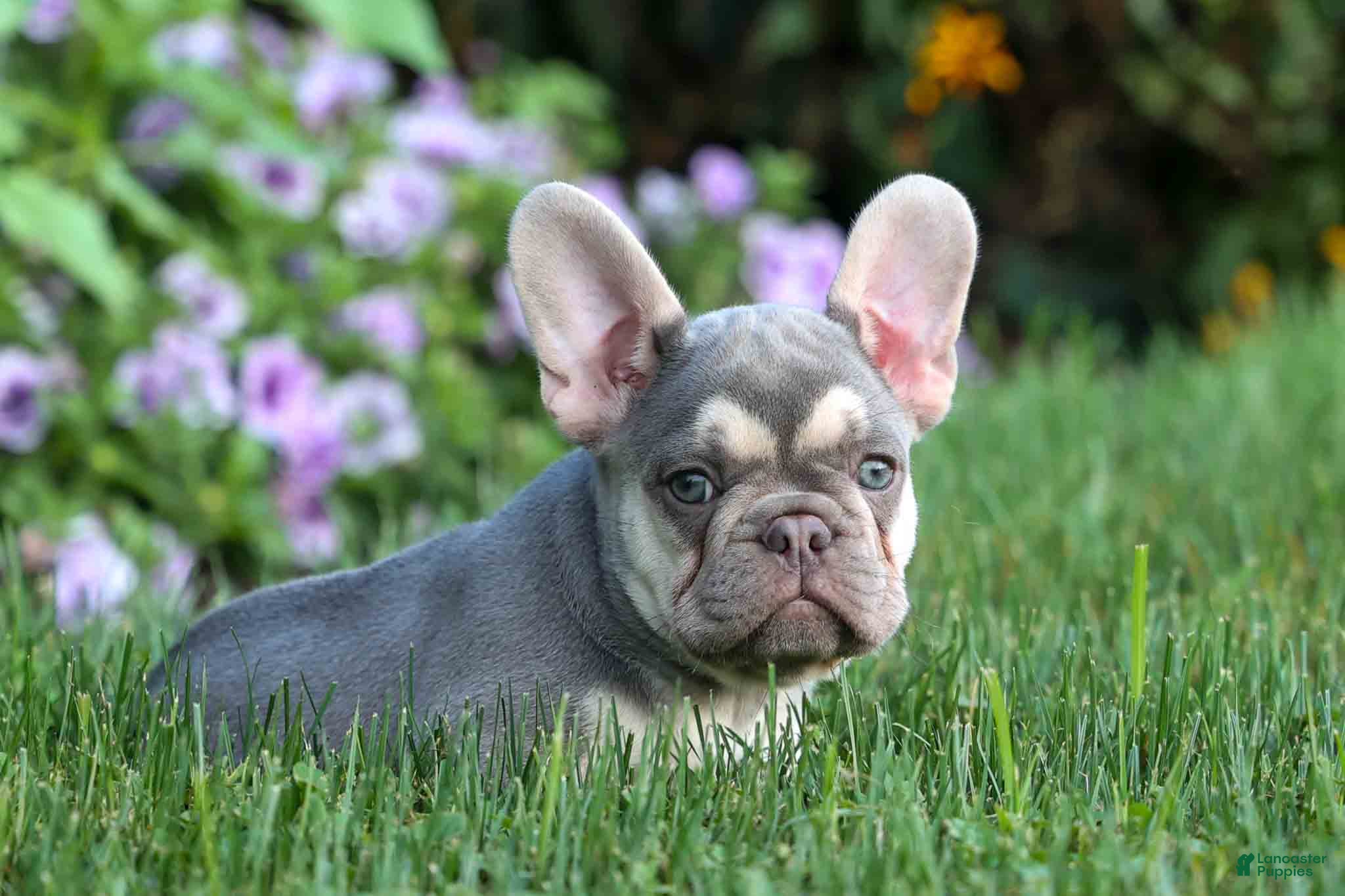 French Bulldog dogs Stella🌸 - Ad 1