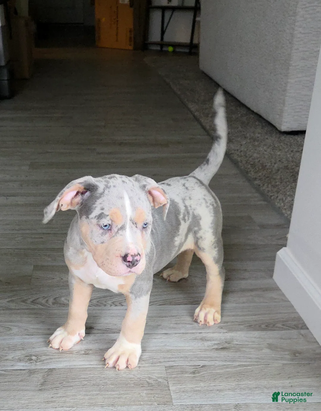 American Bully dogs for sale: Blue Tri Merle Female 1 - Ad 2