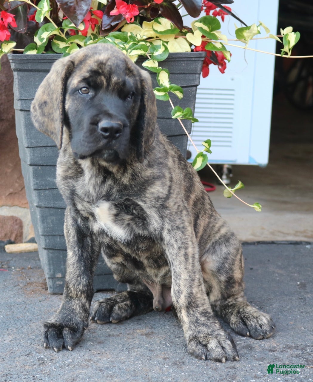 English Mastiff dogs Lily - Ad 1