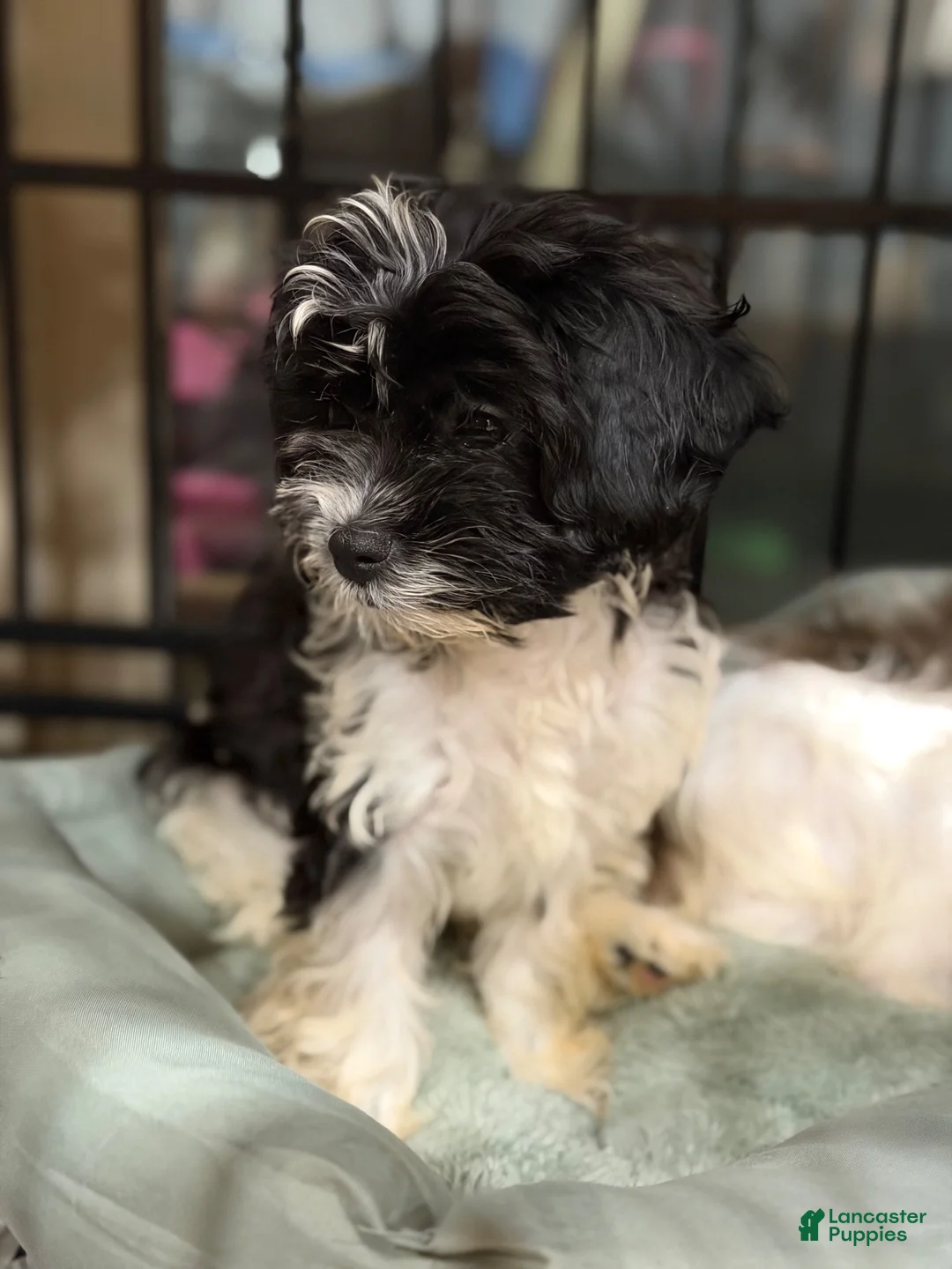Cavapoo dogs for sale: Cavapoo 1 - Ad 11