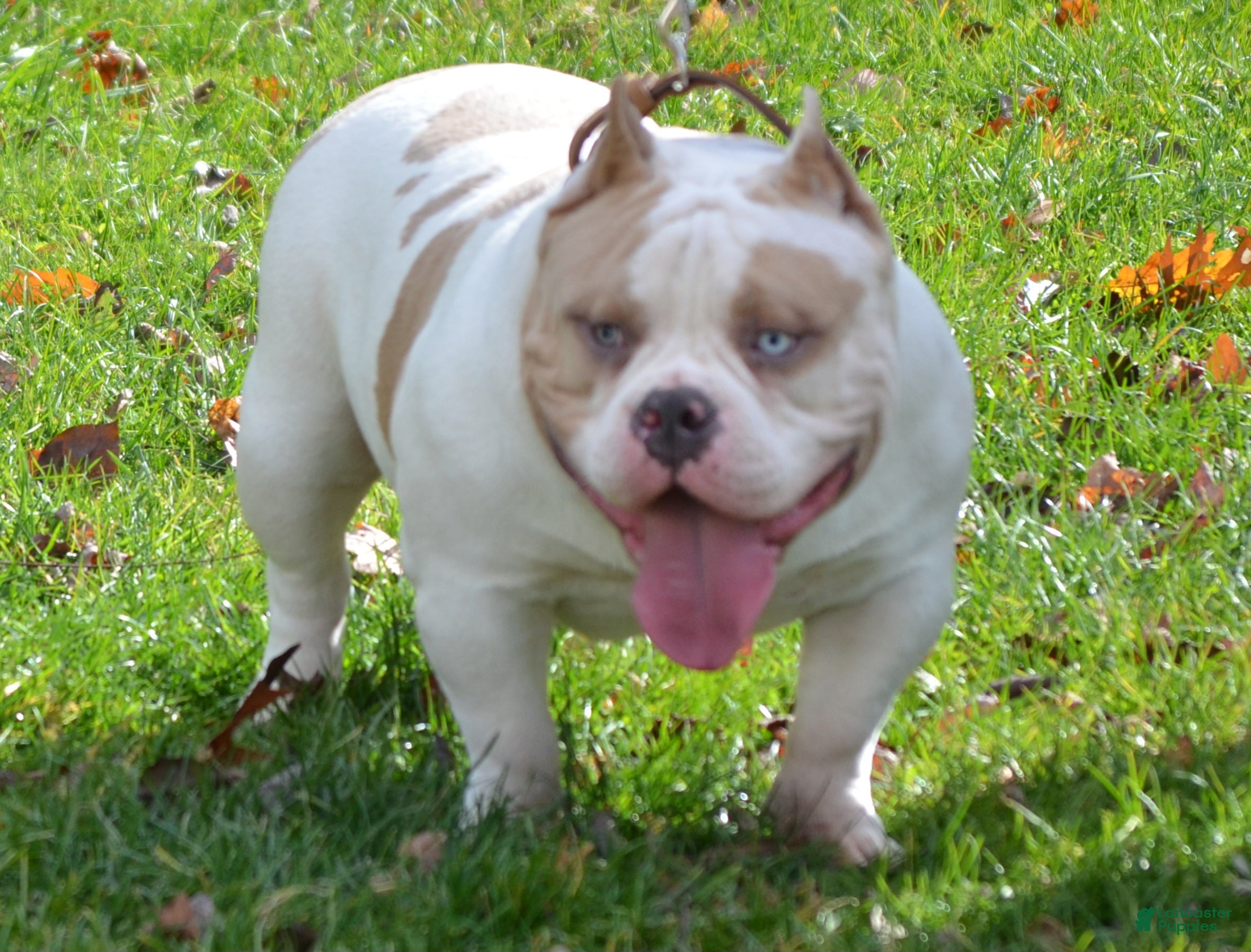 American Bully dogs American Bully 1 puppies - Ad 7