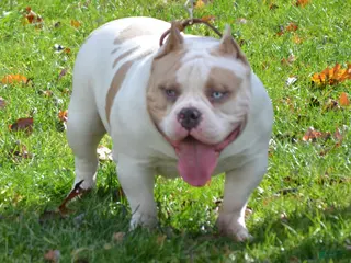 American Bully dogs American Bully 1 puppies - Ad 7