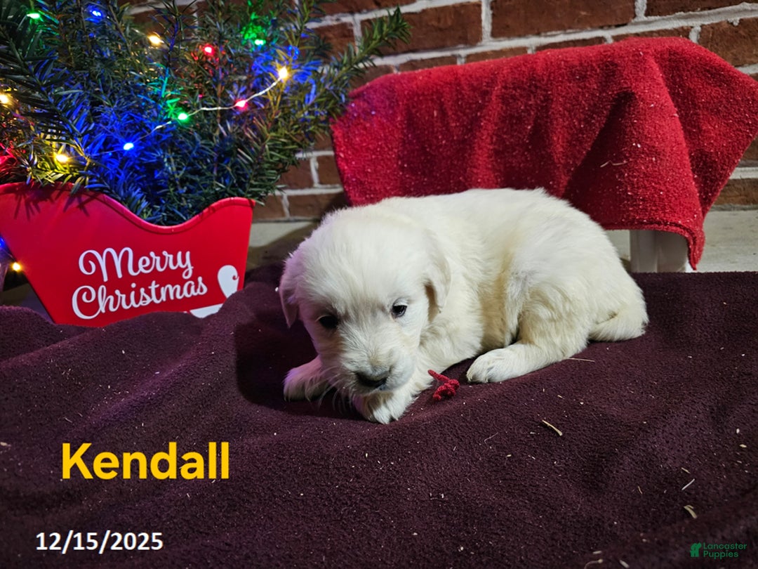 Golden Retriever dogs for sale: Kendall - Ad 1