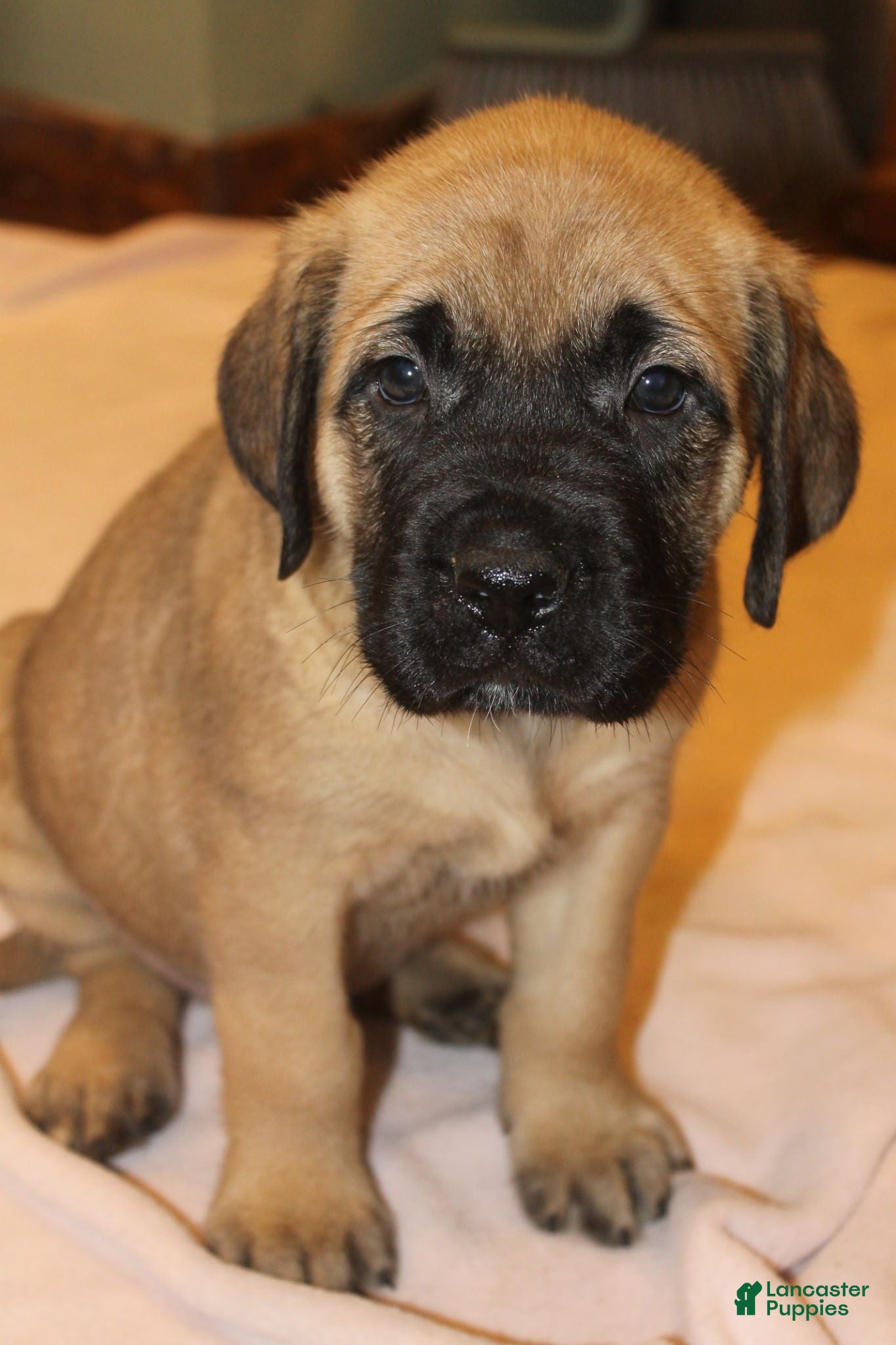 English Mastiff dogs English Mastiff 4 - Ad 2