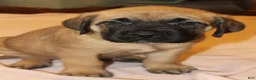 English Mastiff dogs for sale: English Mastiff 4 - Ad 2