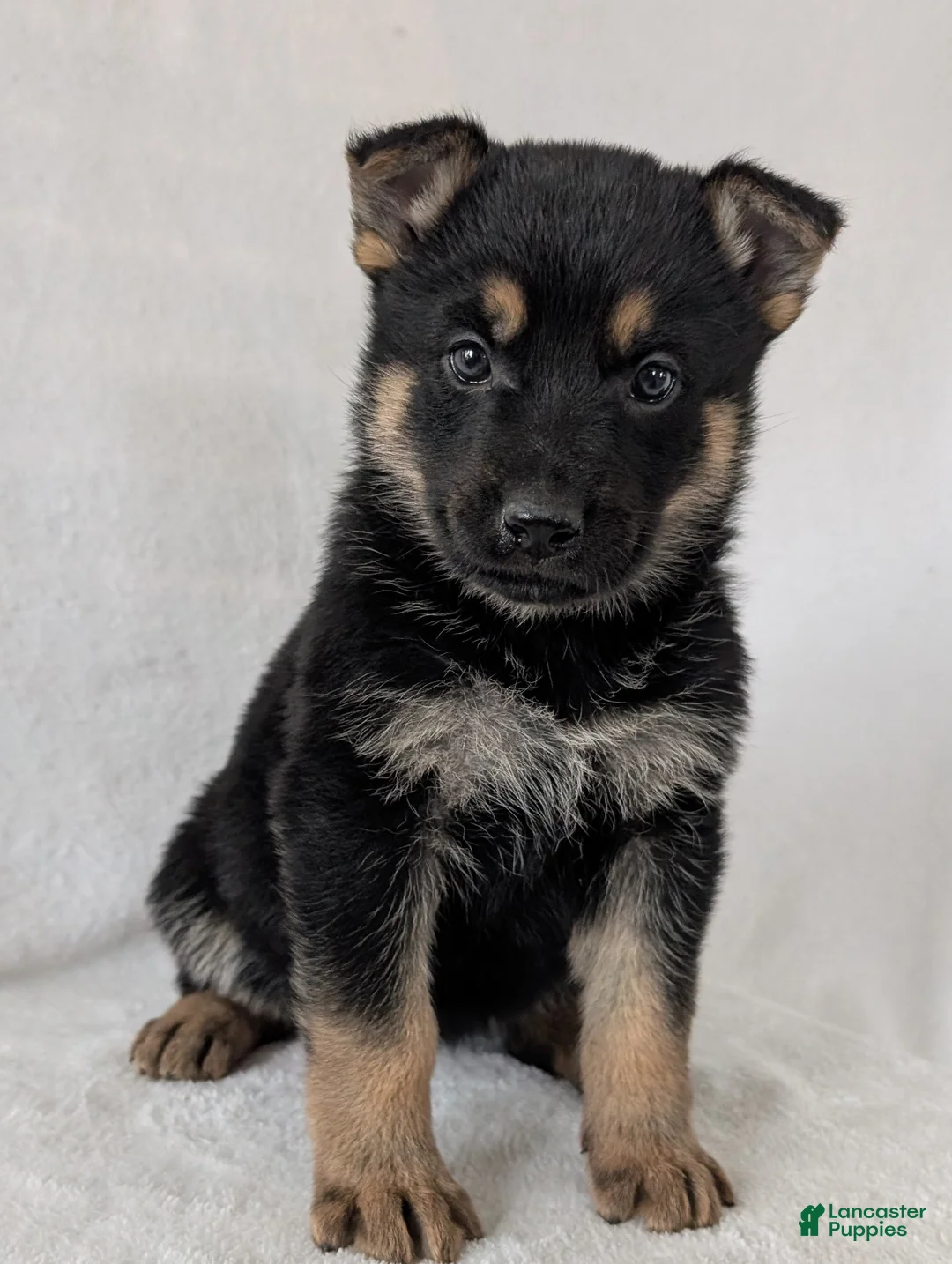 German Shepherd dogs for sale: Lucy - Ad 11