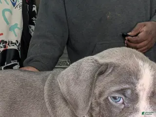 American Bully dogs American Bully Puppy 1 - Ad 40