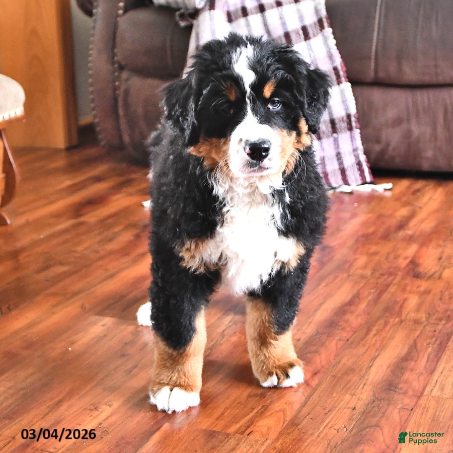 Bernese Mountain Dog dogs Creed - Ad 1