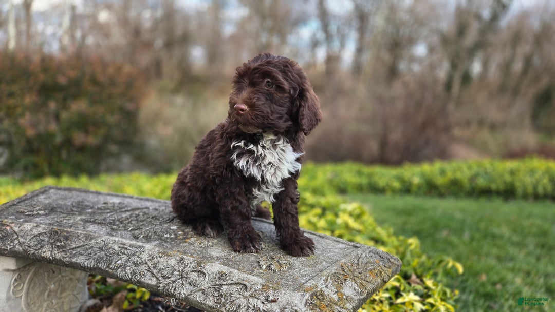 Portuguese Water Dog dogs for sale: Tori - Ad 16