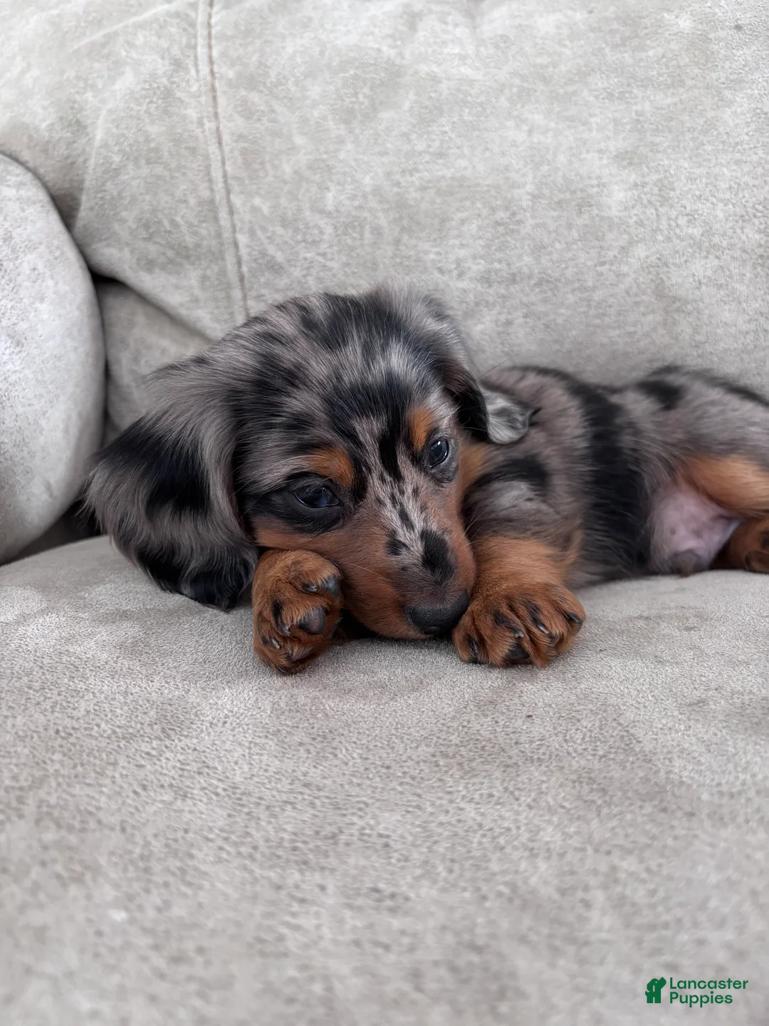 Miniature Dachshund dogs for sale: Rex - Ad 3