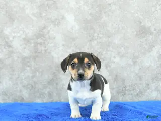 Mixed Breed dogs Tessa - Ad 16